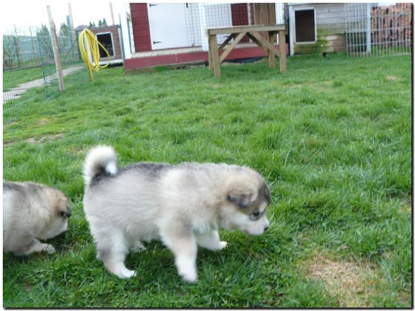 Welpen E Wurf 5 Woche 059.jpg